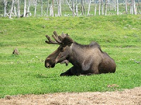 Moose.1