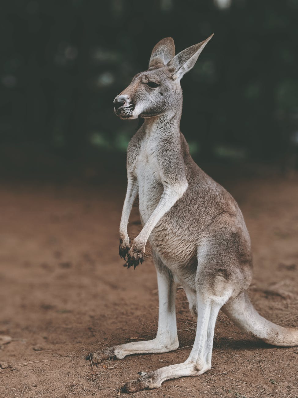 gray kangaroo
